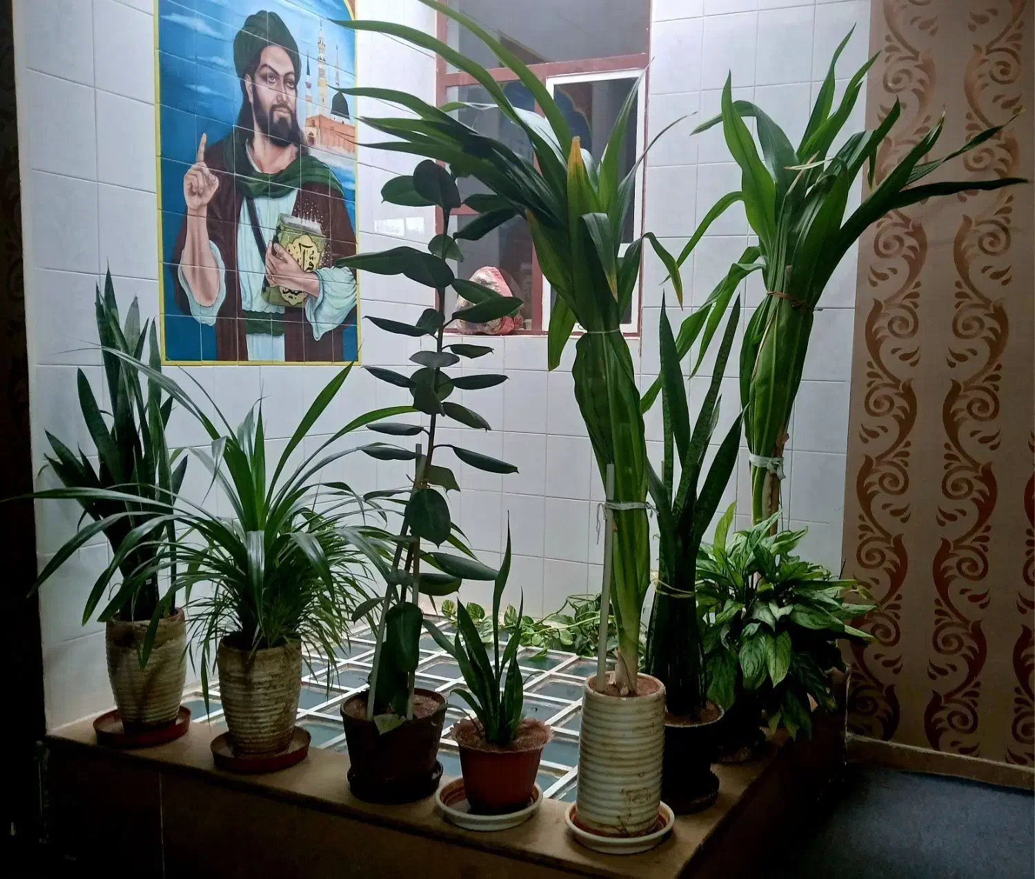 گل و گیاه|گل و گیاه طبیعی|شیراز, شهرک والفجر|دیوار