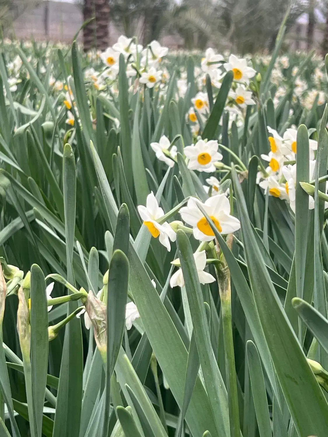 گل نرگس|گل و گیاه طبیعی|جره و بالاده, |دیوار