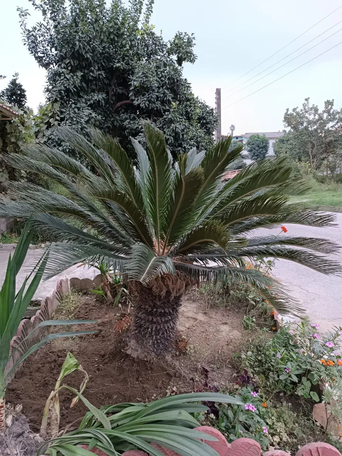 گل درختی|گل و گیاه طبیعی|آمل, |دیوار