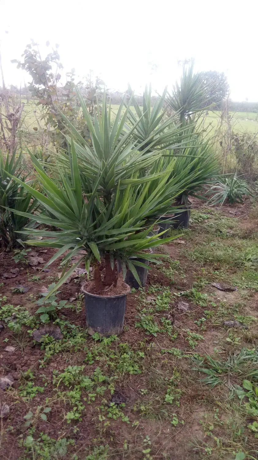 تعداد 13 عدد گل یوکا|گل و گیاه طبیعی|خمام, |دیوار