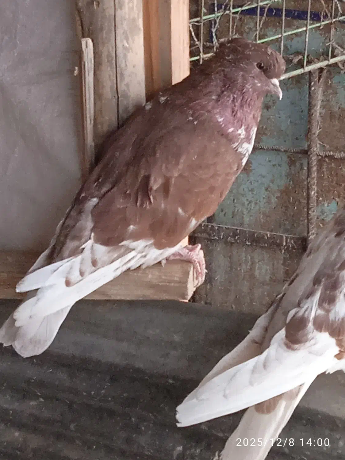 کبو تر گرگی سرکله دار|پرنده|آق قلا, |دیوار