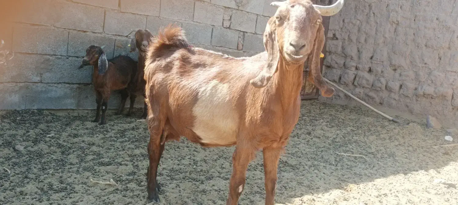 سه بر ودو چبش نر و تعدادی بز پاکستانی شکم بزغاله|حیوانات مزرعه|بیرجند, |دیوار
