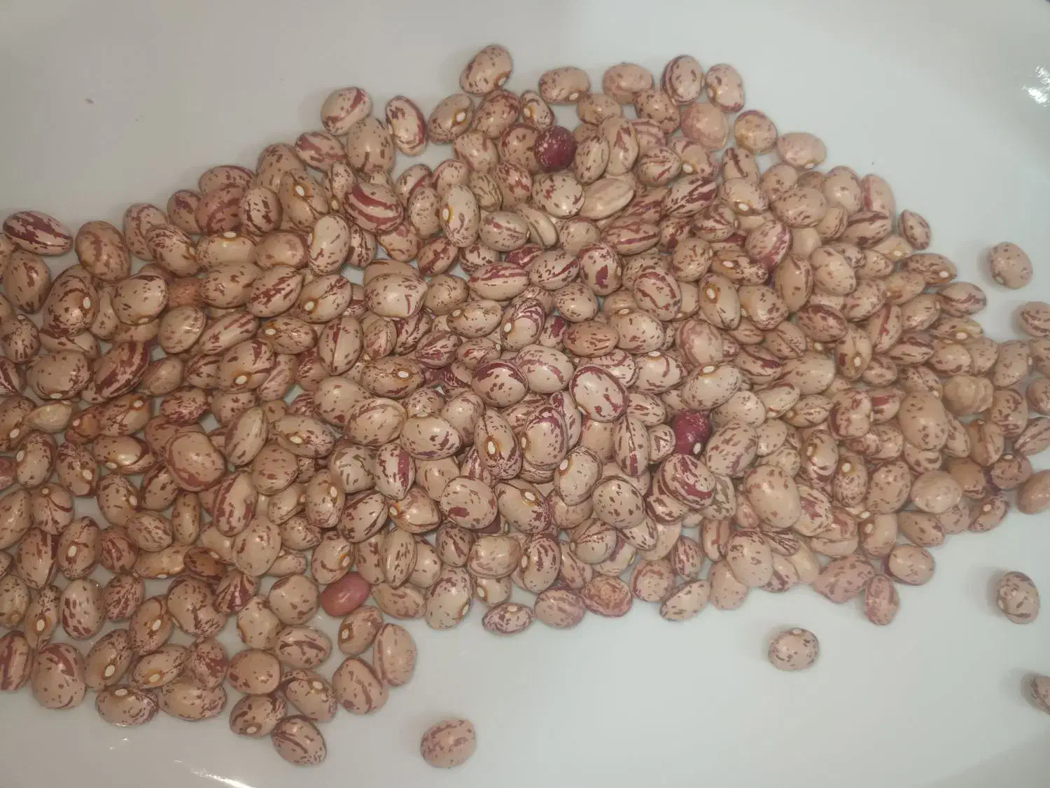 لوبیا چیتی|خوردنی و آشامیدنی|قره پشتلو, |دیوار