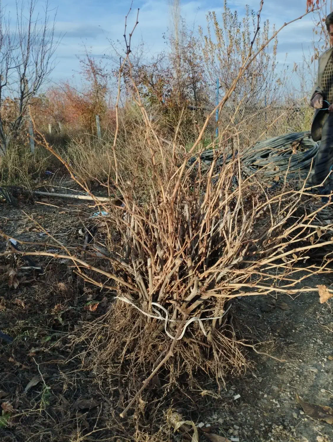 نهال انگور تضمینی|خدمات باغبانی و درختکاری|ارومیه, |دیوار