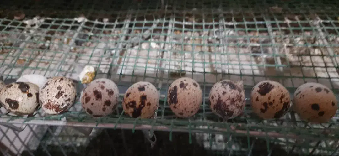 تخم بلدرچین خونگی خوراکی و نطفه دار|حیوانات مزرعه|نجف‌آباد, شهدای غربی|دیوار