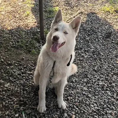 توله ۵ ماهه هاسکی ساموید|سگ|لاهیجان, بازکیاگوراب|دیوار