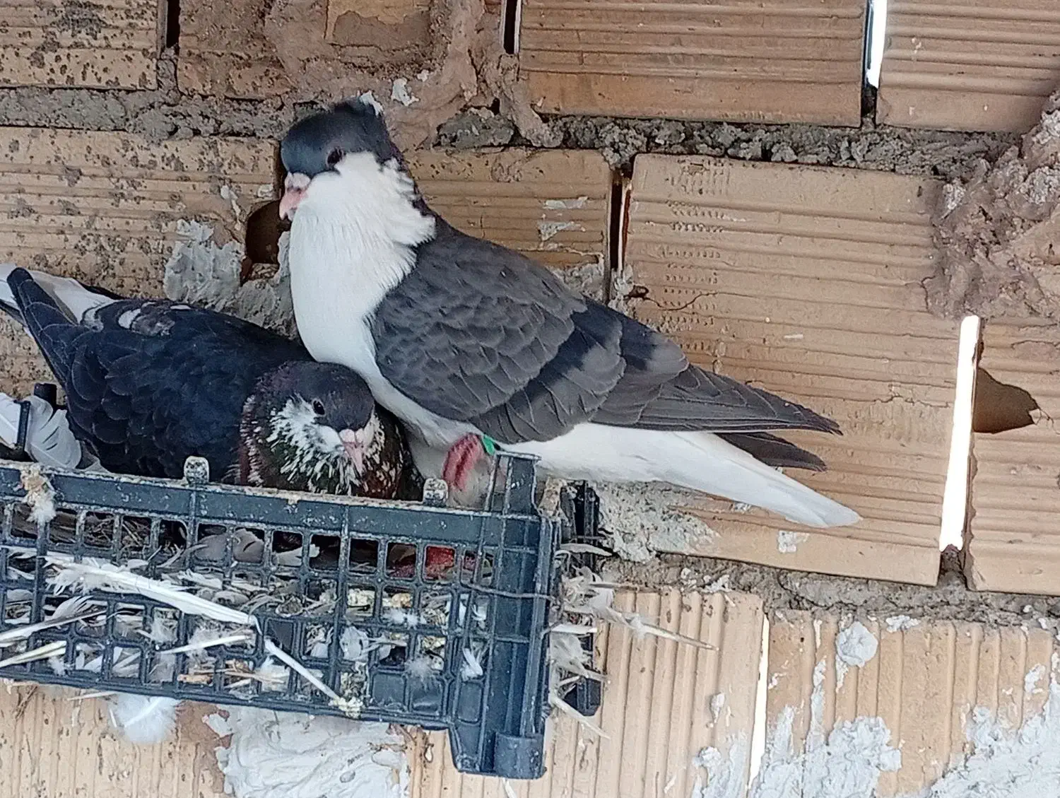 کفتر فروشی|پرنده|چناران, |دیوار