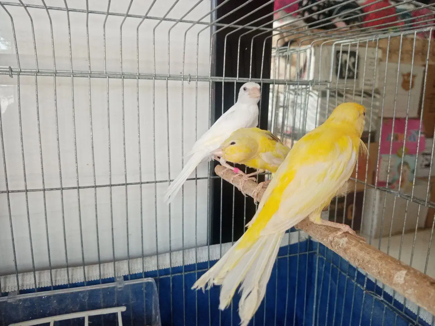 فروش جوجه قناری|پرنده|یزد, |دیوار