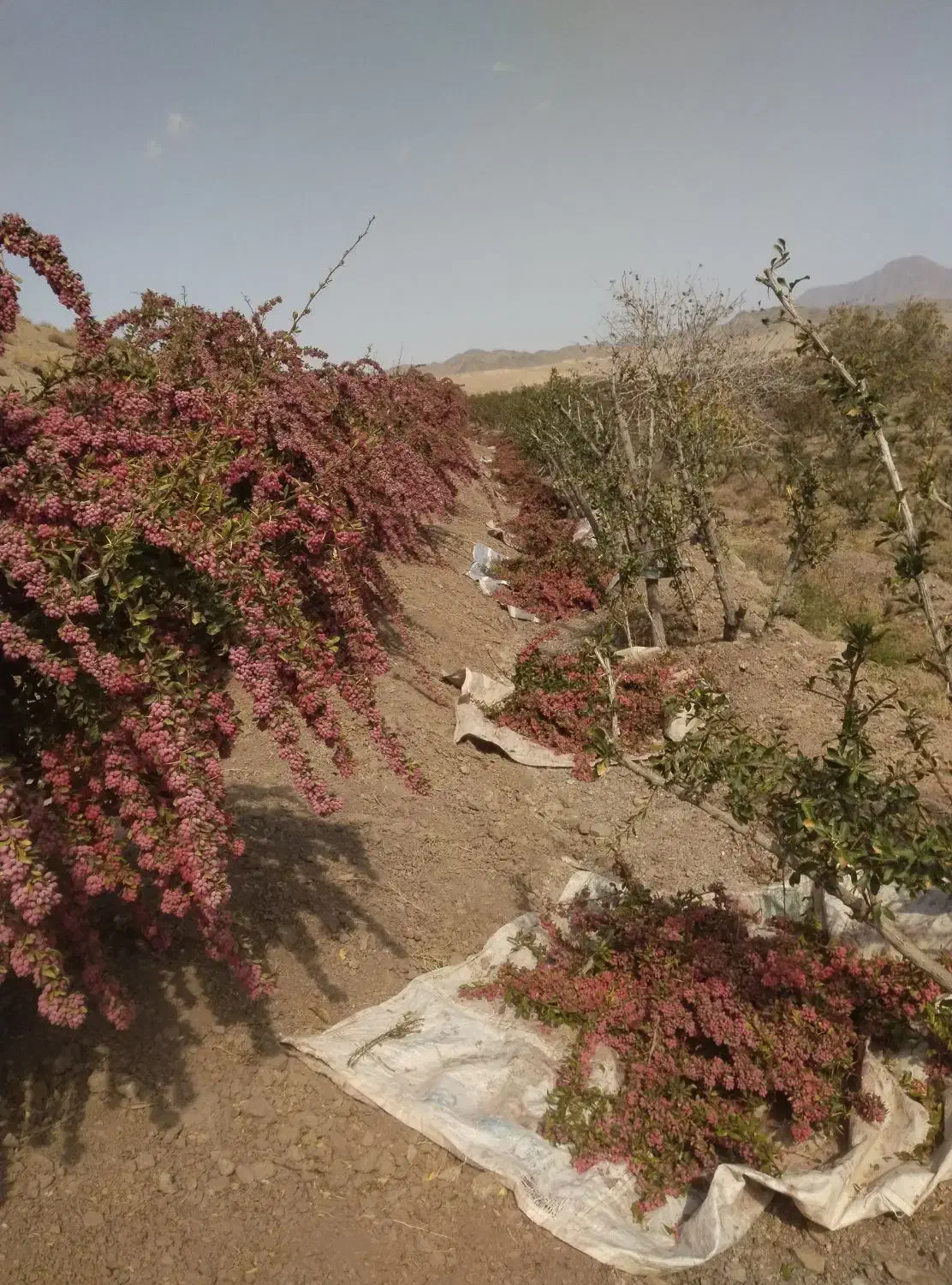 زرشک شاخه|خوردنی و آشامیدنی|اصفهان, ارغوانیه|دیوار