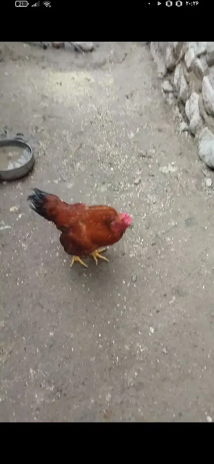 مرغ و خروس و غاز|حیوانات مزرعه|مشگین شهر, |دیوار