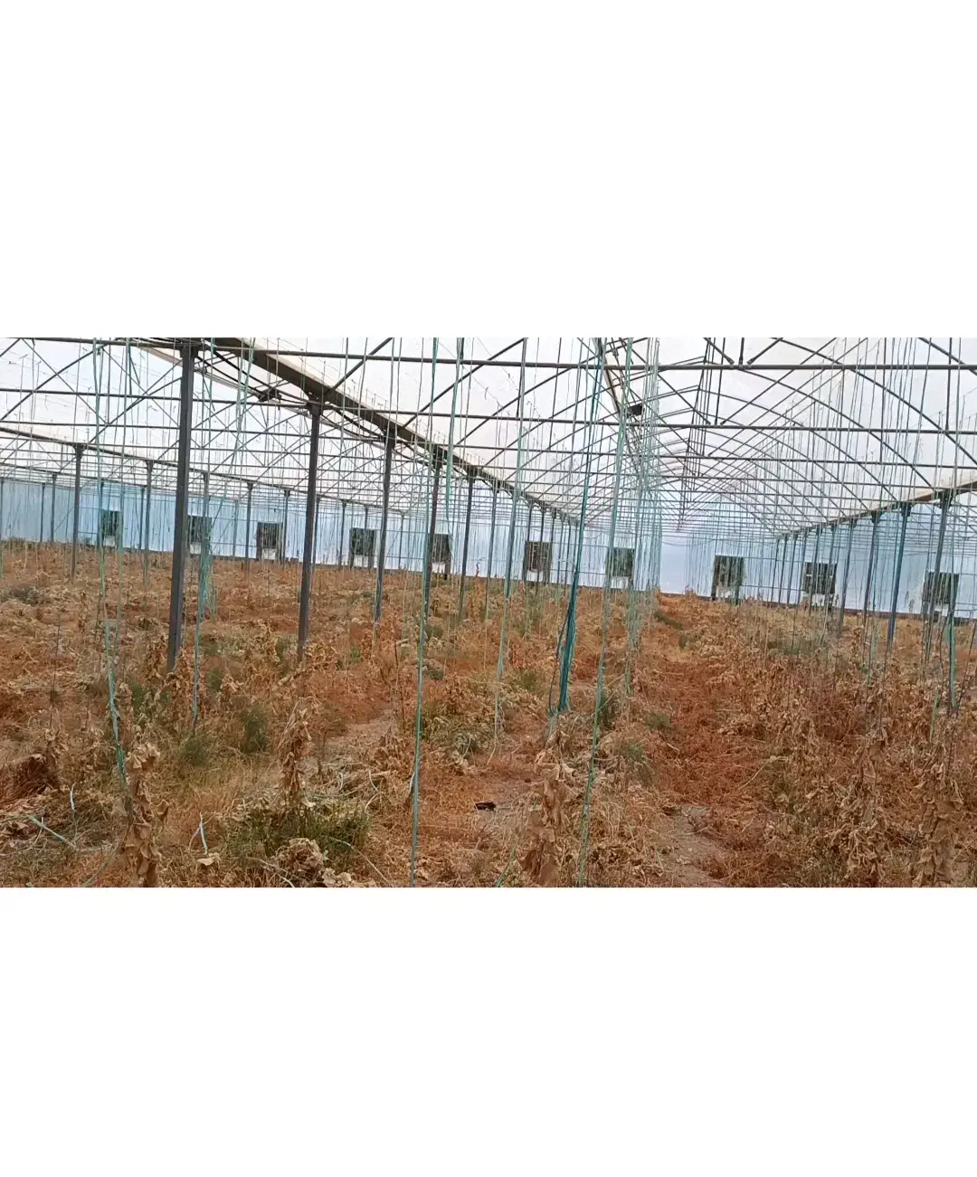 فروش زیر قیمت گلخانه یک هکتاری با طراحی اسپانیایی|فروش دفتر صنعتی، کشاورزی، تجاری|شوشتر, |دیوار