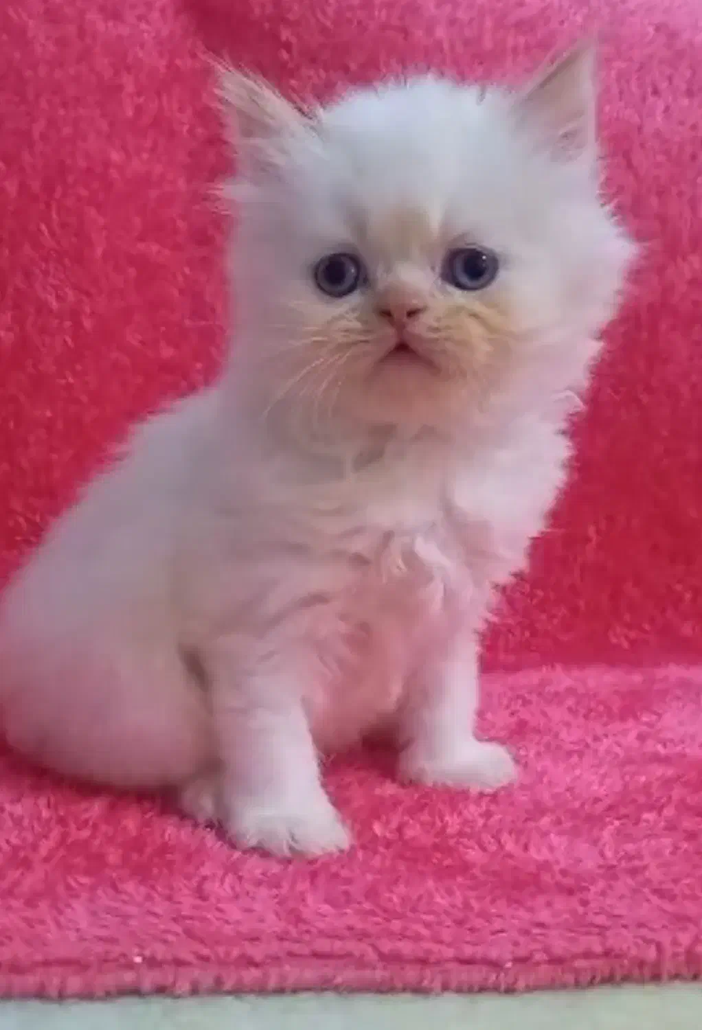 پرشین کت سفید چشم آبی|گربه|رشت, گلسار|دیوار