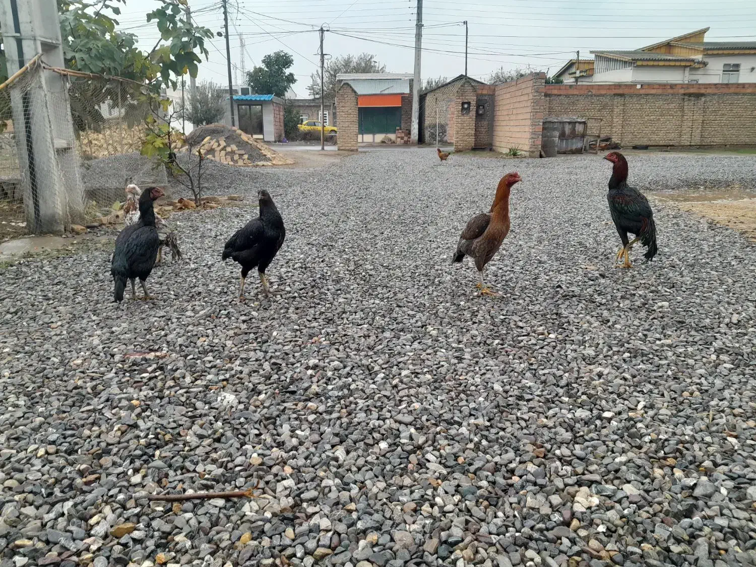 ۴عدد مرغ ویک عدد خروس لاری|پرنده|آق قلا, |دیوار