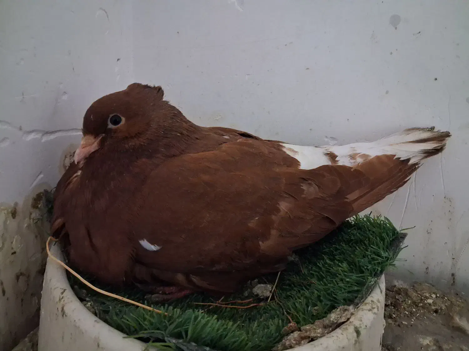 تعداد ۱۰۰عدد دم سفید کرمونی|پرنده|مشهد, هفده شهریور|دیوار