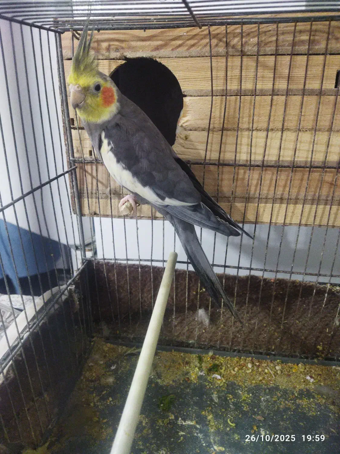 باسلام جفت عروس هلندی فروشی|پرنده|قیدار, |دیوار