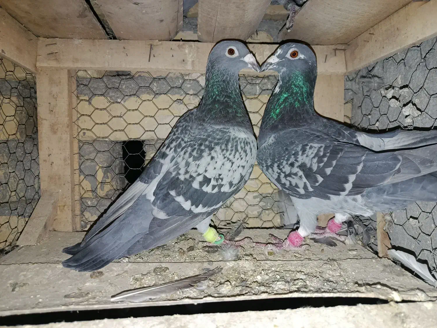 پلاکی آلمانی|پرنده|رضویه, |دیوار