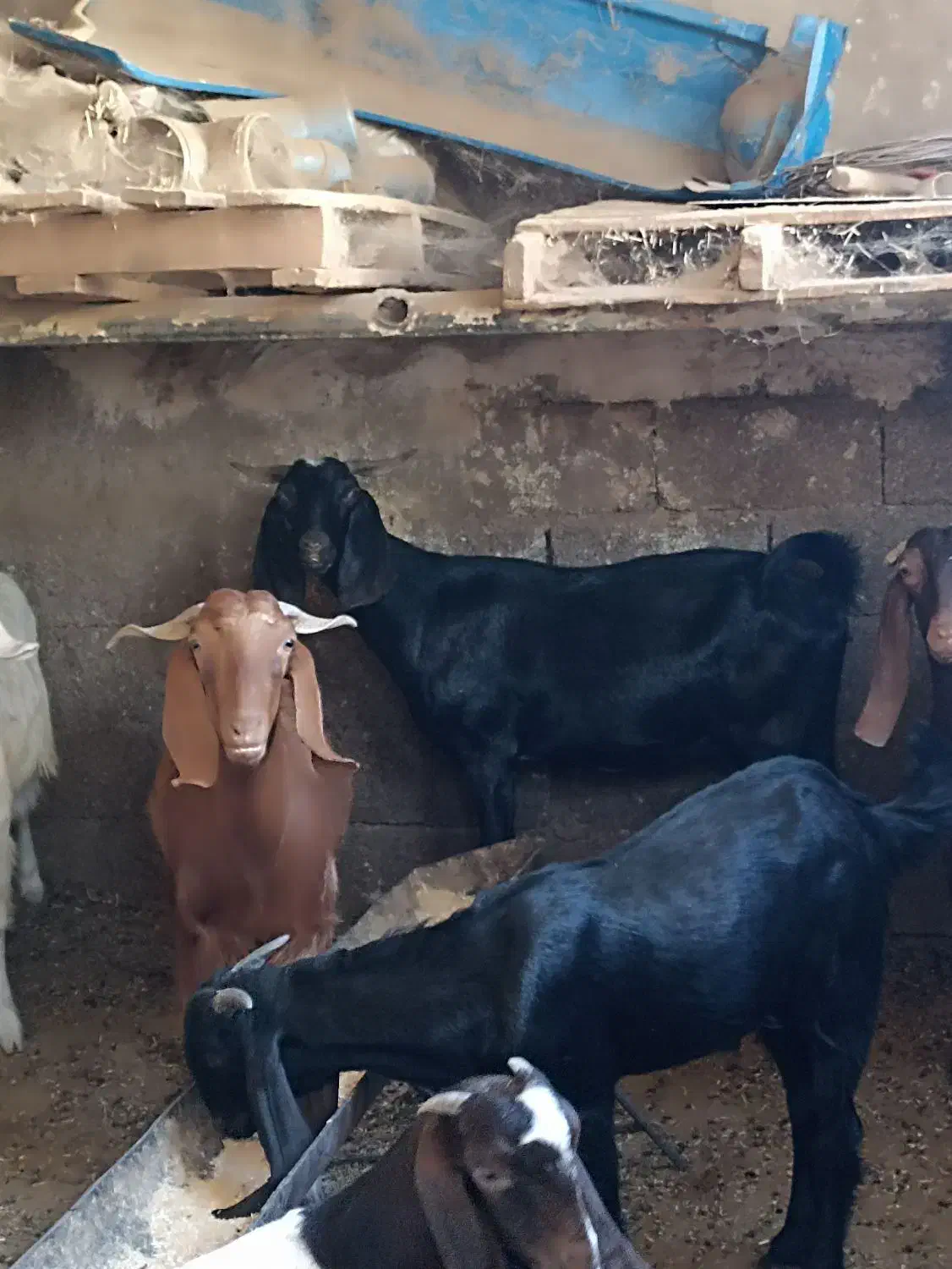 بز نجدی|حیوانات مزرعه|مسجد سلیمان, |دیوار