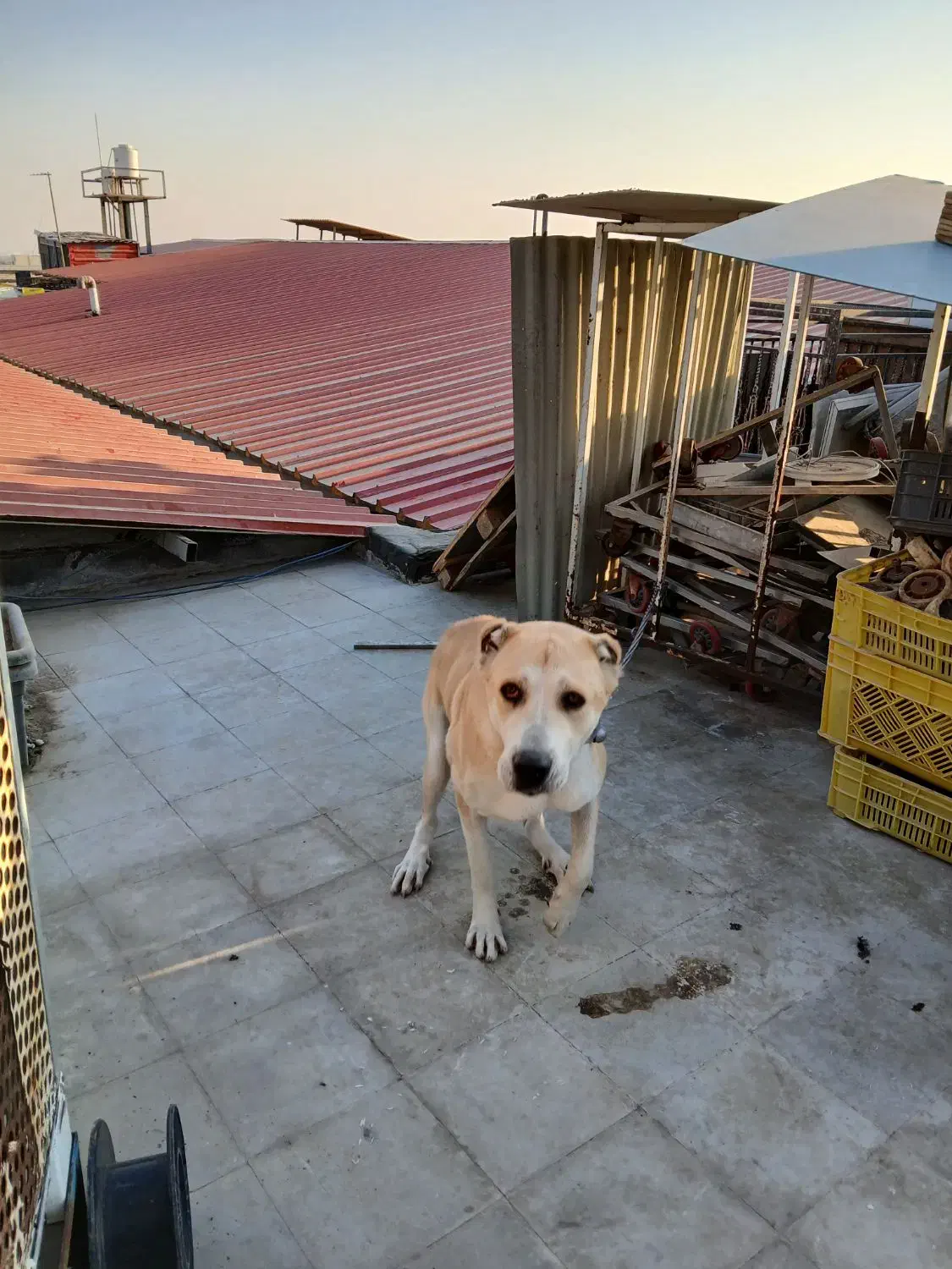 سگ الابای|سگ|رباطکریم, شهرک صنعتی نصیرآباد|دیوار