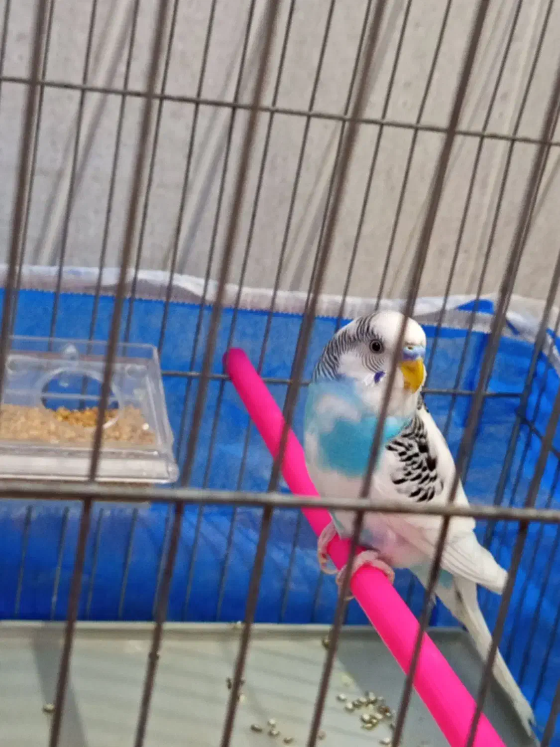 یک جفت مرغ عشق آماده خوش رنگ|پرنده|اهر, |دیوار