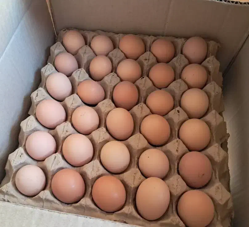 تخم مرغ بومی گلپایگان|خوردنی و آشامیدنی|کاشان, فاز ۲ ناجی آباد|دیوار