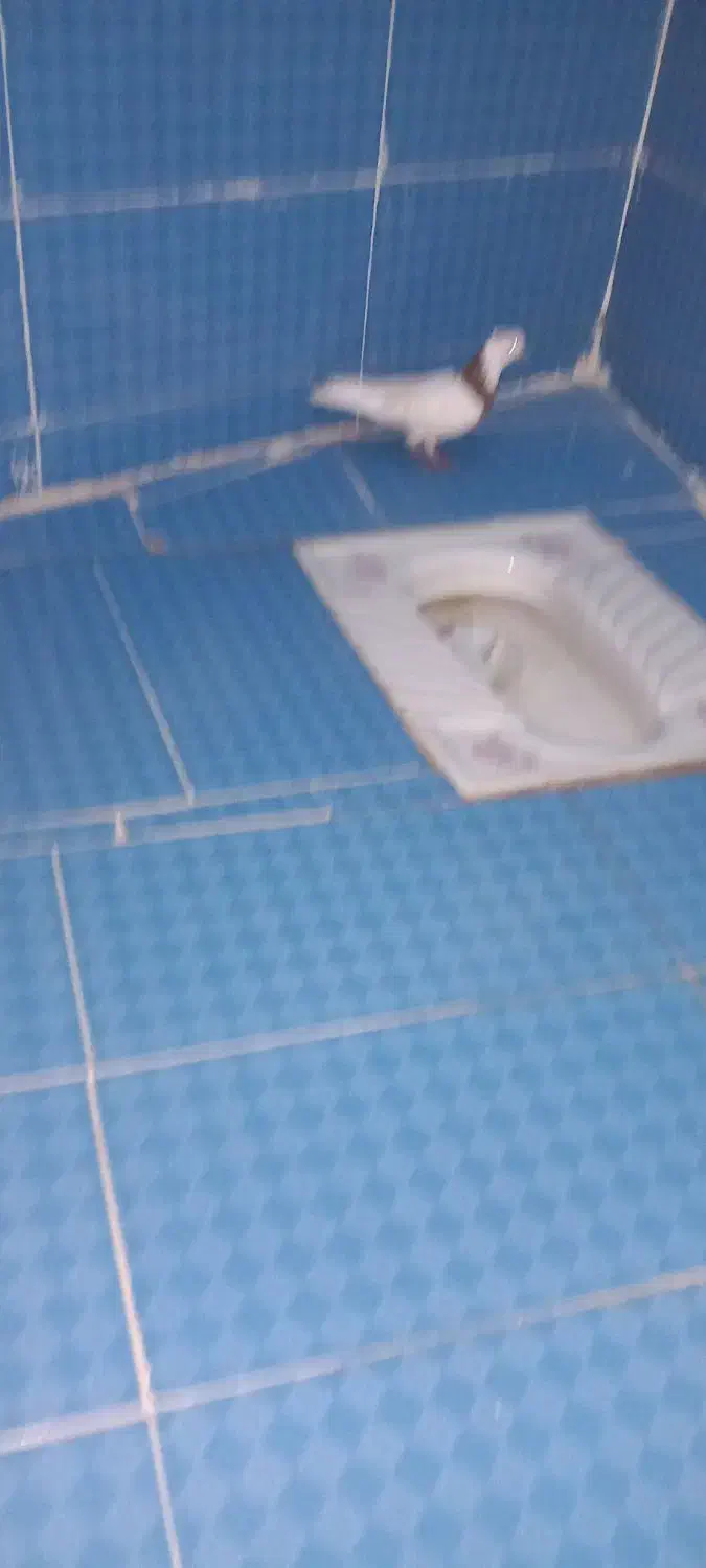 زوةاناا|پرنده|اهواز, شهرک اکباتان|دیوار