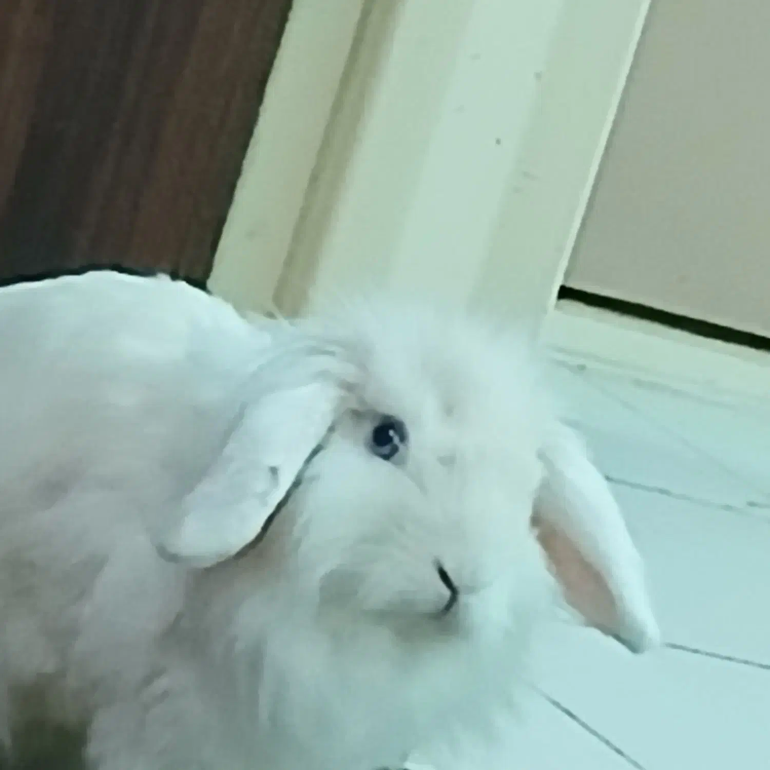 خرگوش لوپ|موش و خرگوش|ملارد, |دیوار