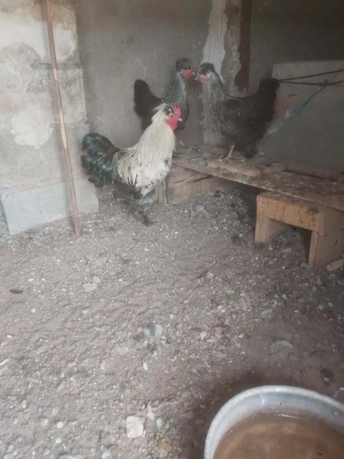 مرغ وخروس|حیوانات مزرعه|قم, بکایی|دیوار