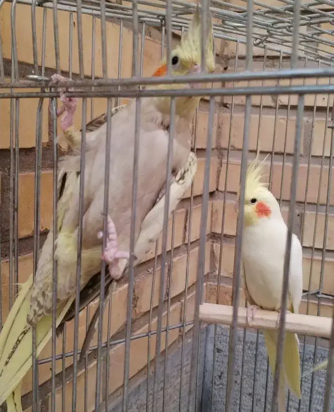 عروس هلندی لوتینو نر ومرواریدی ماده جفت2500|پرنده|بهمن صغاد, |دیوار