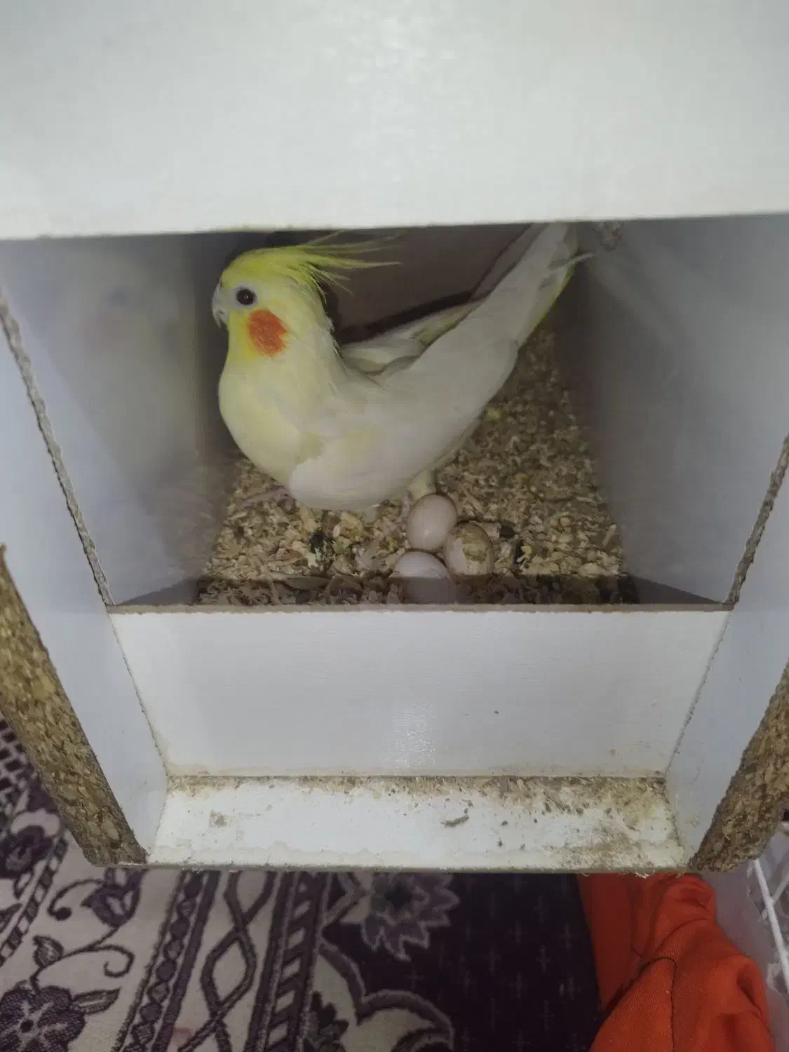 عروس هلندی|پرنده|ایرانشهر, |دیوار