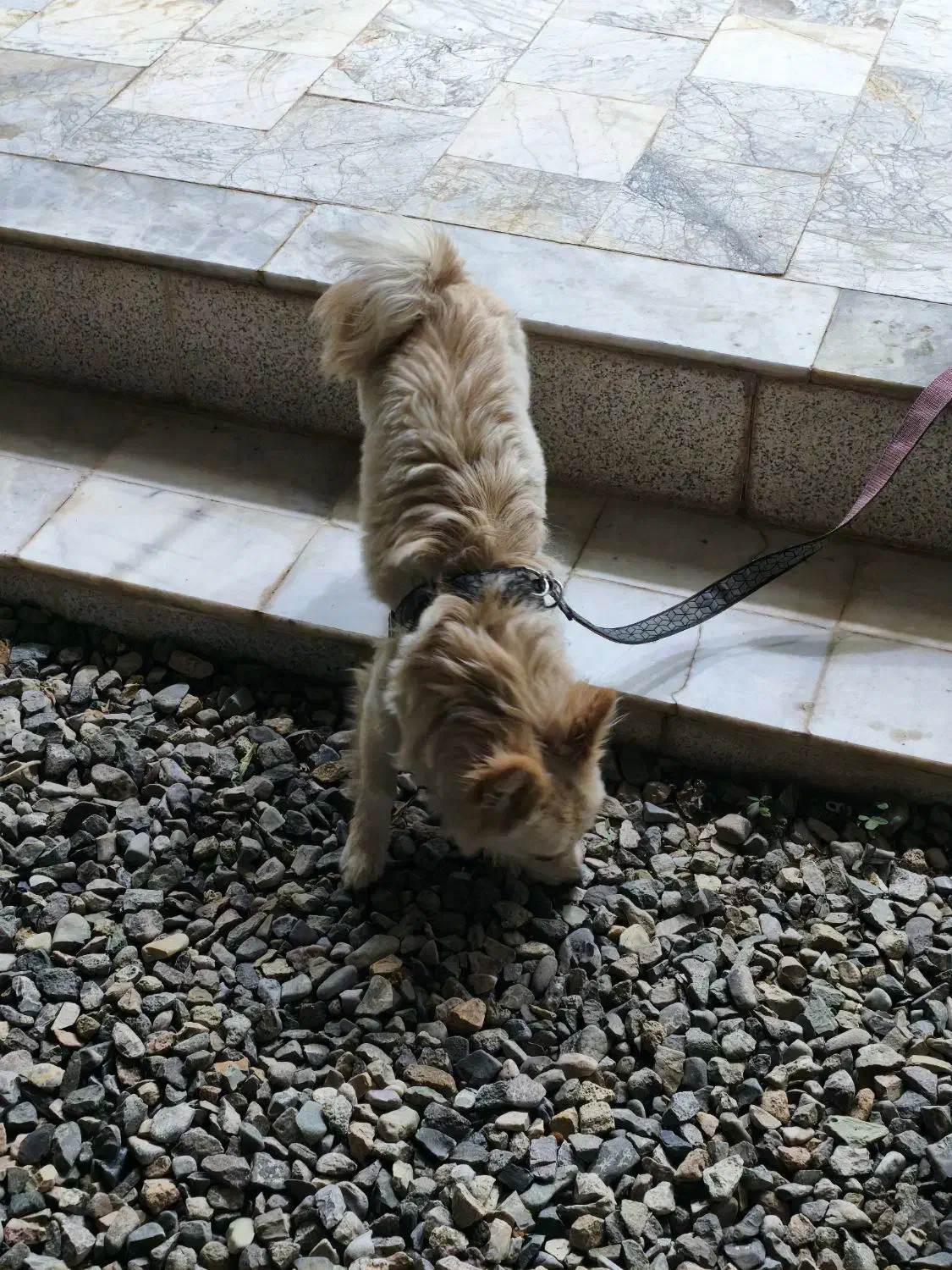 پامر|سگ|خلیل آباد, |دیوار