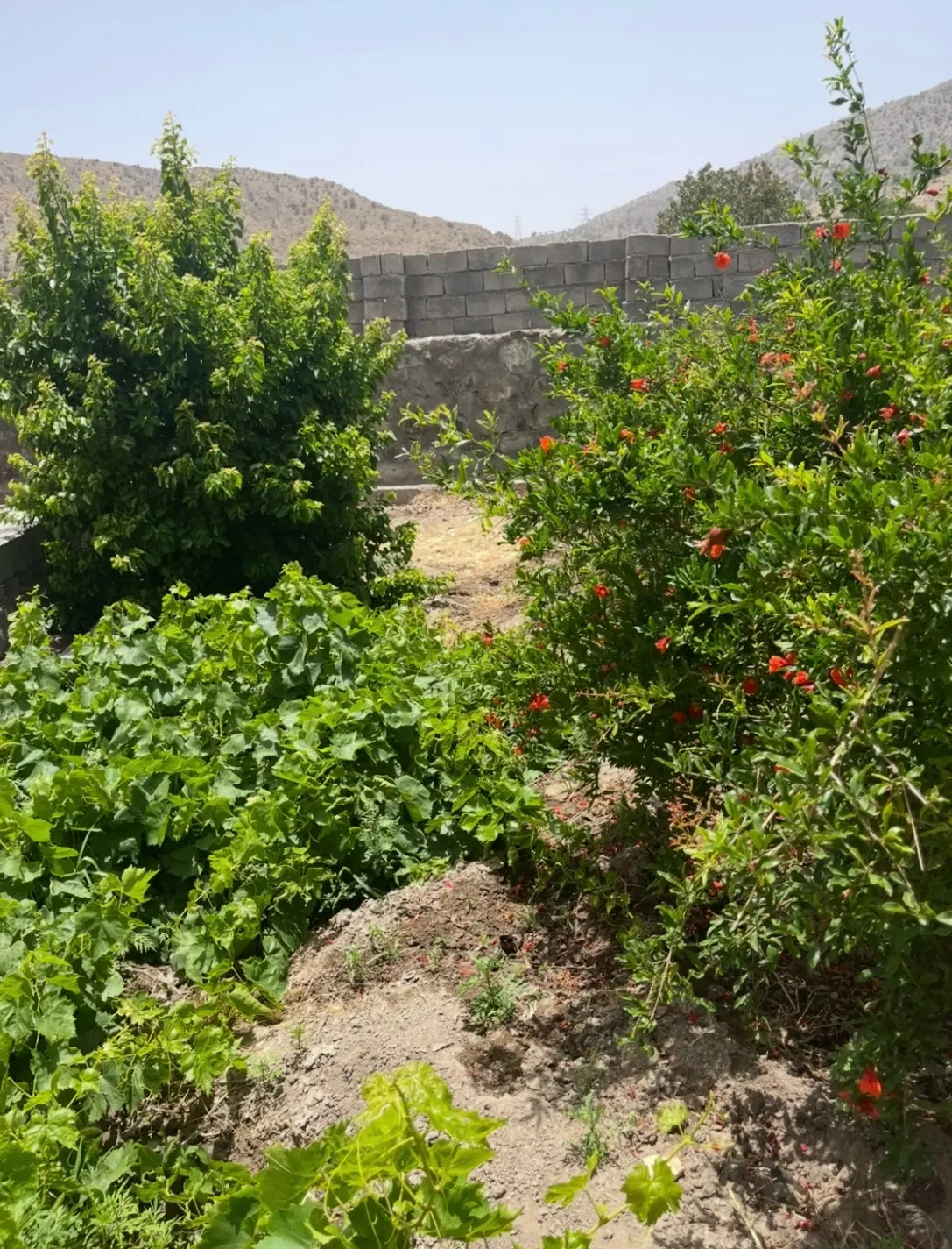 باغ ویلا|فروش دفتر صنعتی، کشاورزی، تجاری|دهبکری, |دیوار