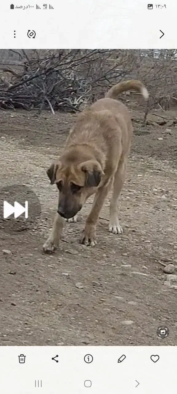 سگ گمشده|حیوانات|شاهرود, |دیوار