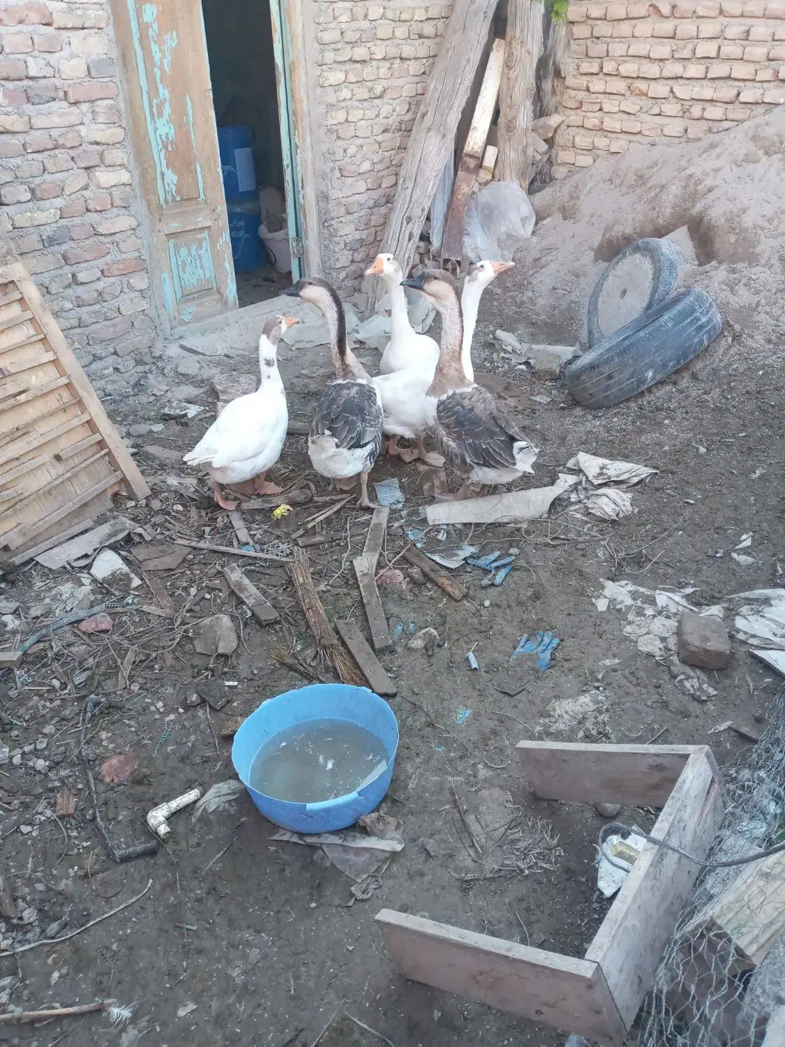 تعداد۵عددغازوتعداداردک|حیوانات مزرعه|خان ببین, |دیوار