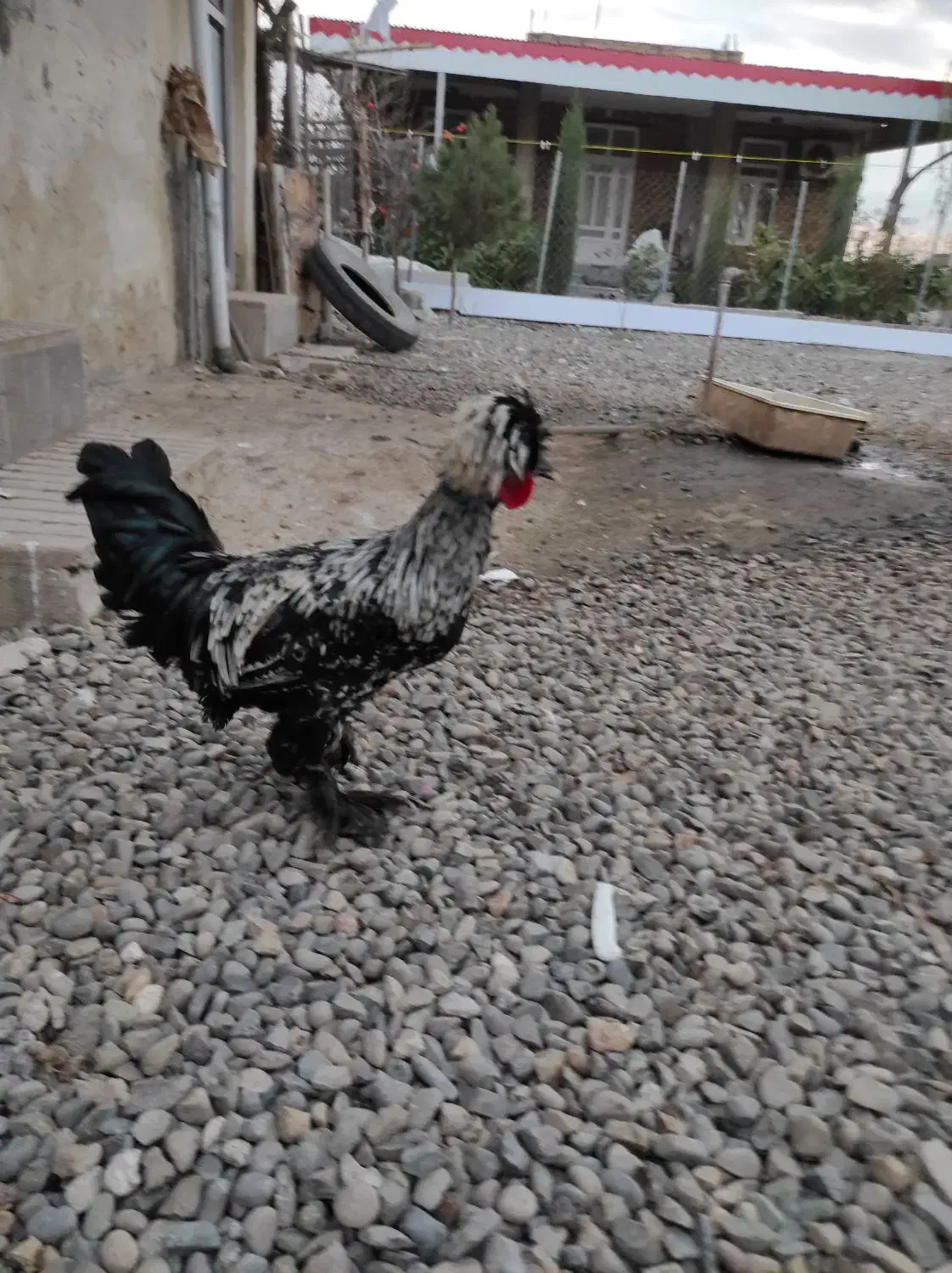 فروش جوجه خروس ۷ماهه سلطان|حیوانات مزرعه|پارس‌آباد, |دیوار