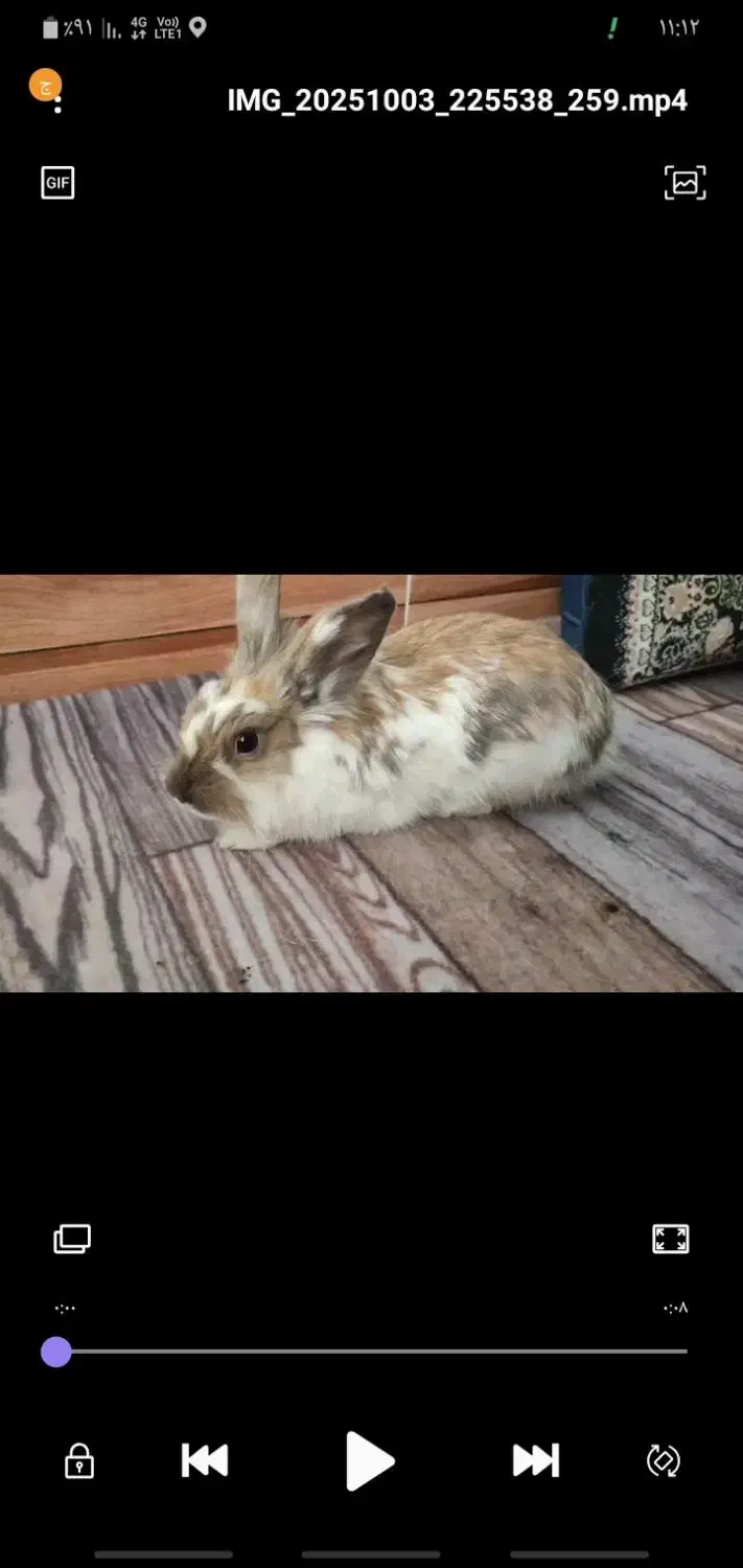 خرگوش لوپ اصیل|موش و خرگوش|تربت جام, مطهری|دیوار