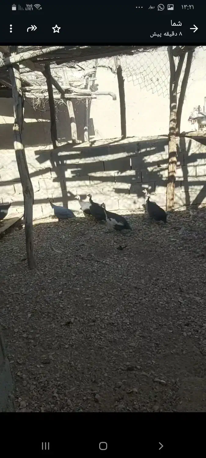 مرغ شاخدار هندی|حیوانات مزرعه|لامرد, |دیوار