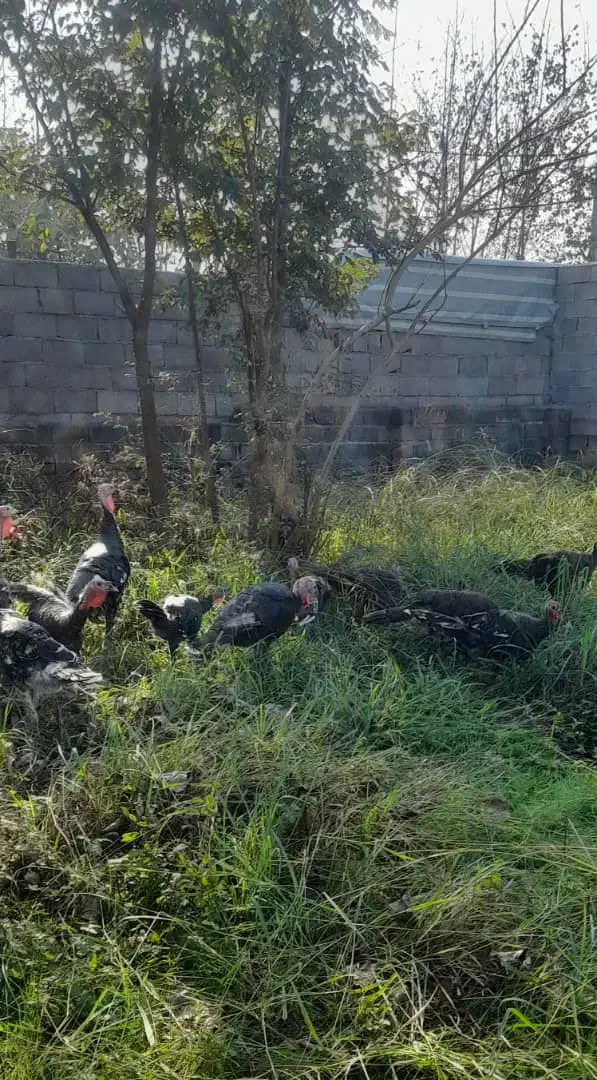 فروش بوقلمون محلی کیلویی ۳۰۰۰۰۰ تومان|حیوانات مزرعه|چاف و چمخاله, |دیوار