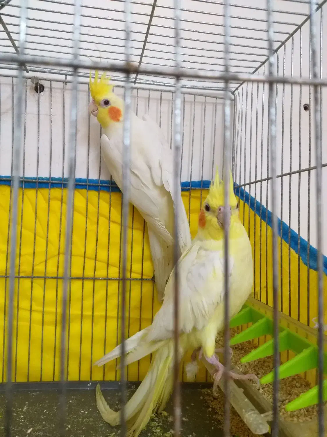 عروس هلندی|پرنده|شوشتر, |دیوار