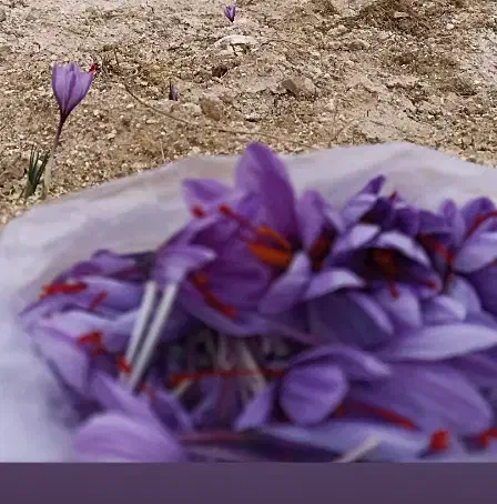زعفران|خوردنی و آشامیدنی|آزادشهر, |دیوار