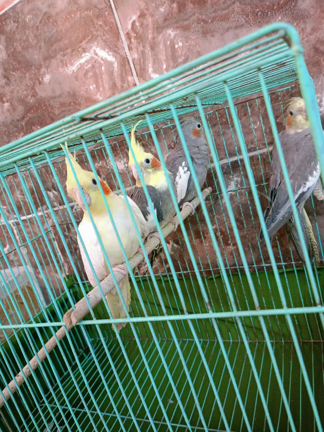 4عدد عروس هلندی بالغ با قفس|پرنده|اهرم, |دیوار