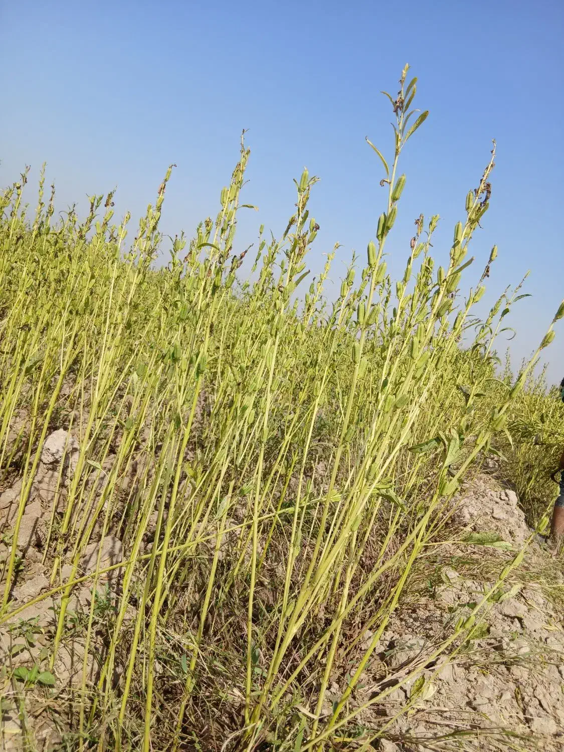 کنجد|خوردنی و آشامیدنی|باوی, |دیوار