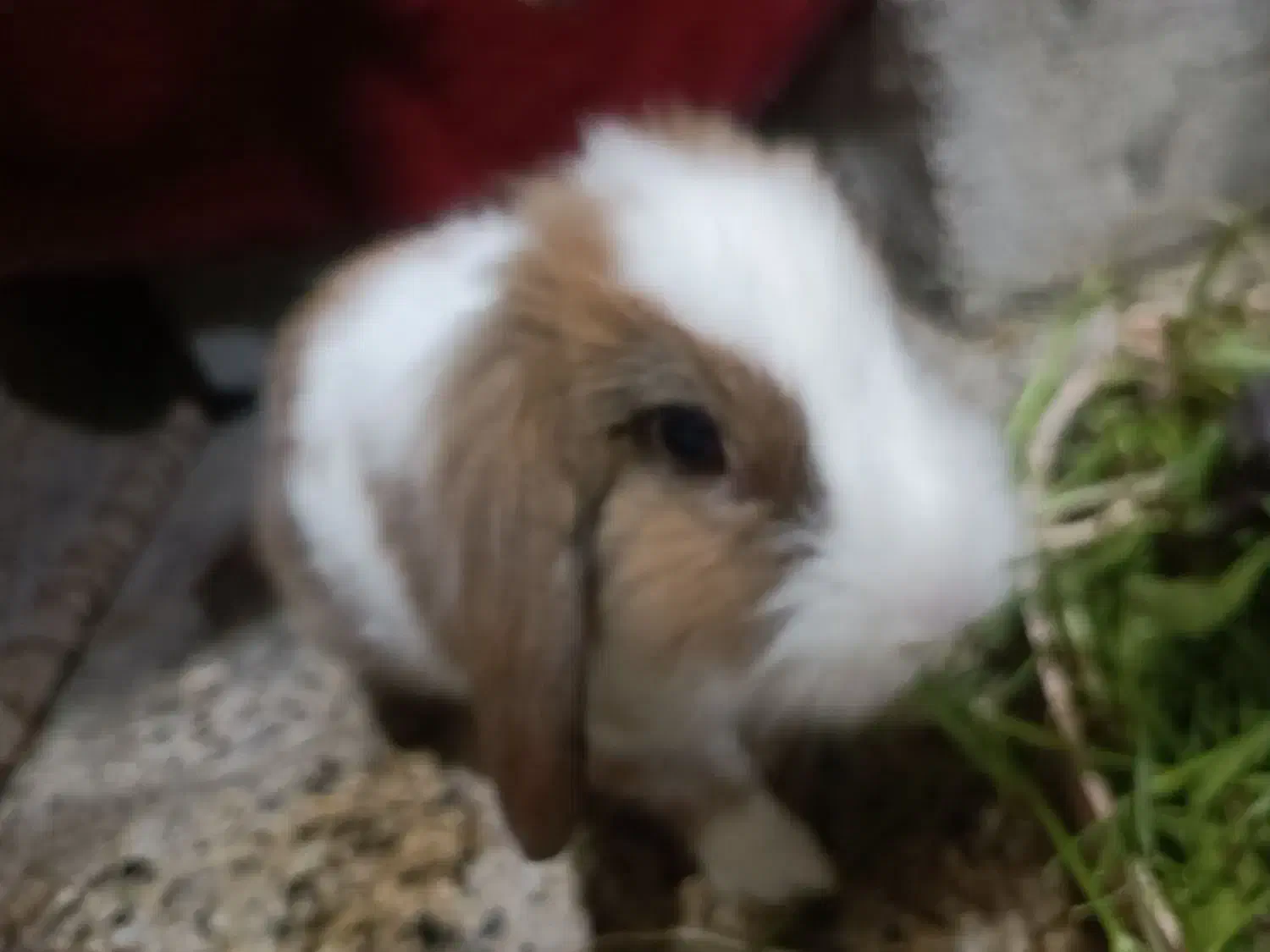 خرگوش لپ|موش و خرگوش|بندرعباس, |دیوار