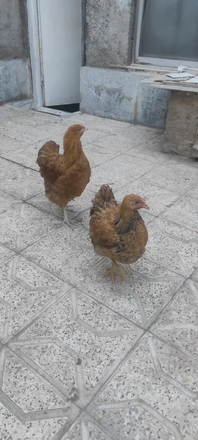 ویاندوت بوف|حیوانات مزرعه|مشهد, ویلاشهر|دیوار