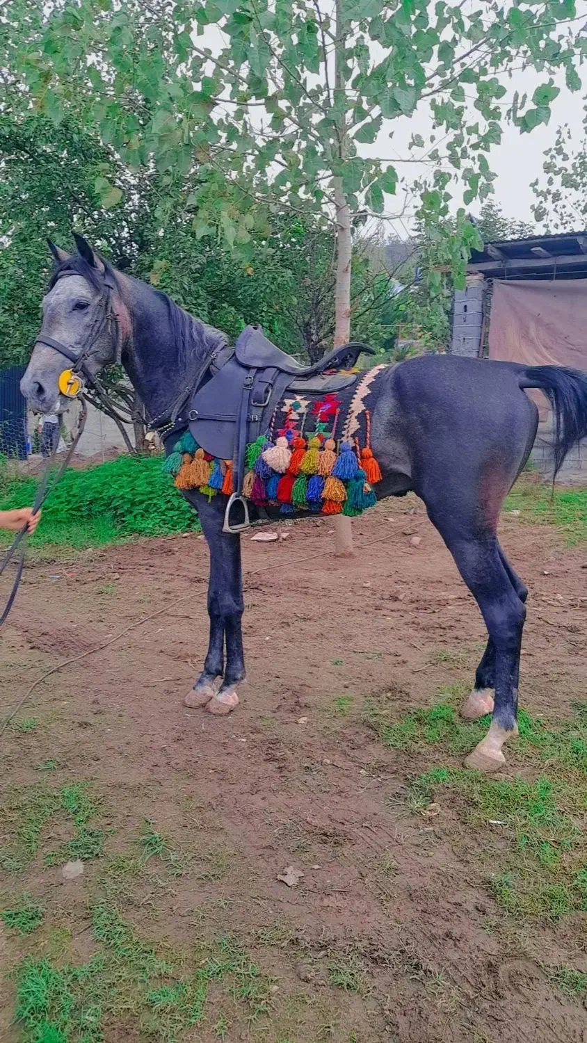 فروش اسب نیله کرد|اسب و تجهیزات اسب‌سواری|بابل, |دیوار