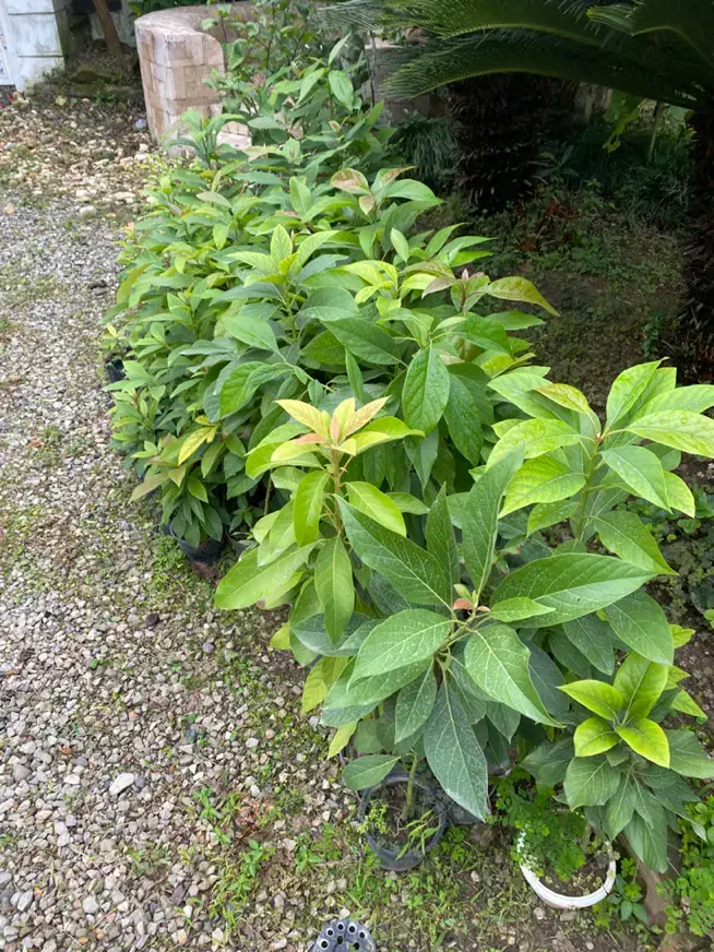 اووکادو نهال ۲ ساله|گل و گیاه طبیعی|نوشهر, |دیوار