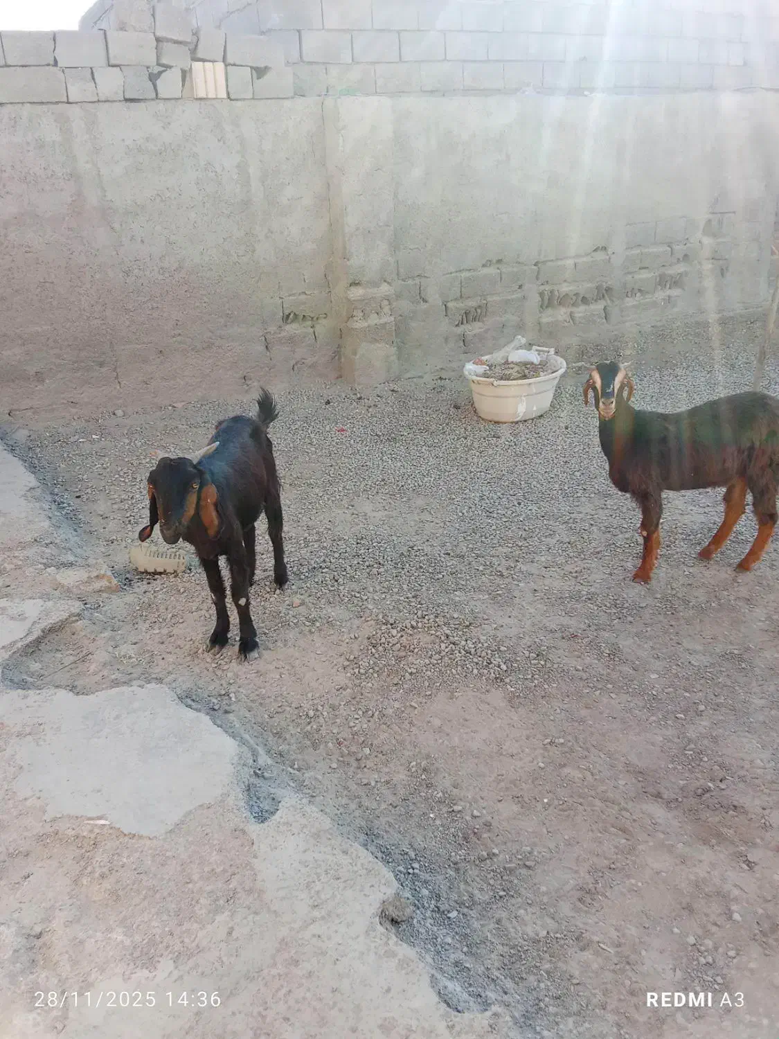 چهار گوسفند خوب|حیوانات مزرعه|چابهار, |دیوار