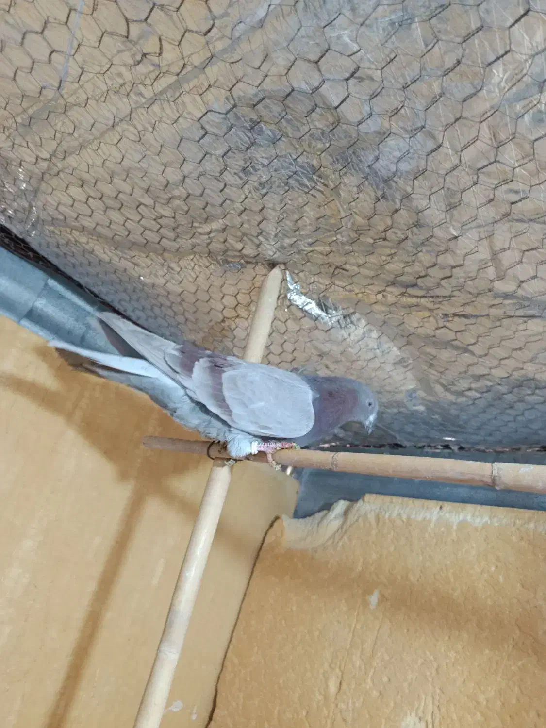 کفتر نر|پرنده|ساوه, |دیوار