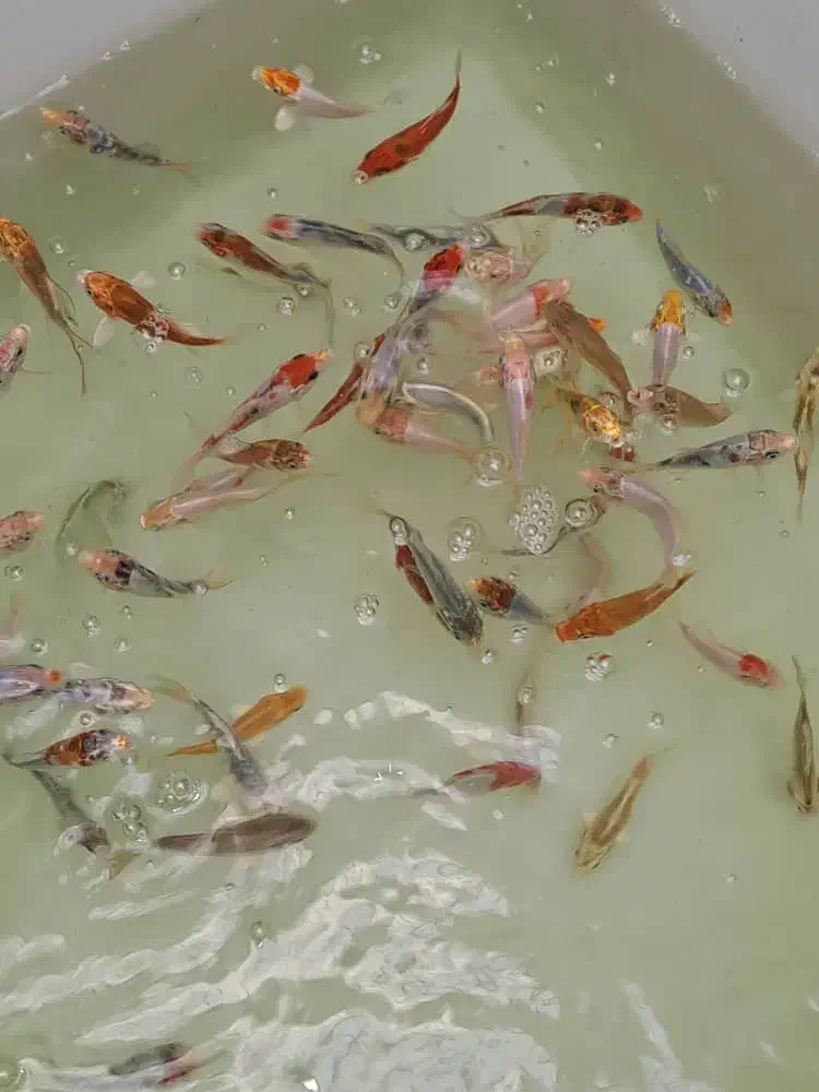 ماهی کوی رنگ های خاص|ماهی|شیراز, حافظیه|دیوار