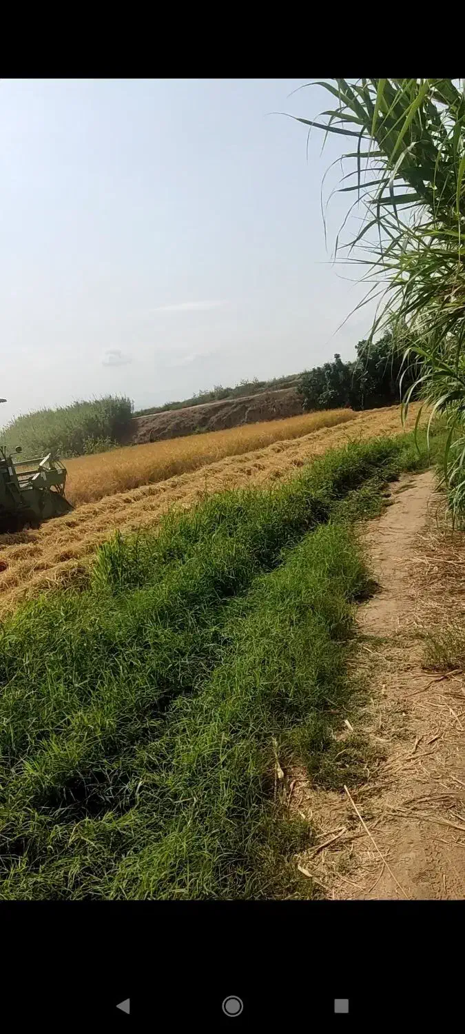 اجاره زمین کشاورزی|اجارهٔ دفتر صنعتی، کشاورزی، تجاری|گنبد کاووس, |دیوار