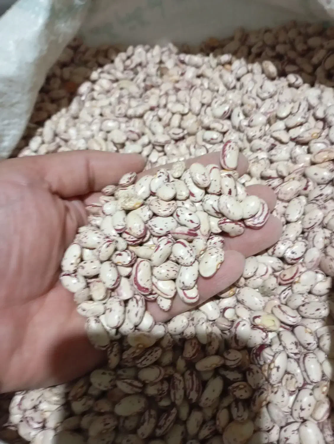 لوبیا چیتی درشت|حراج|نهاوند, |دیوار